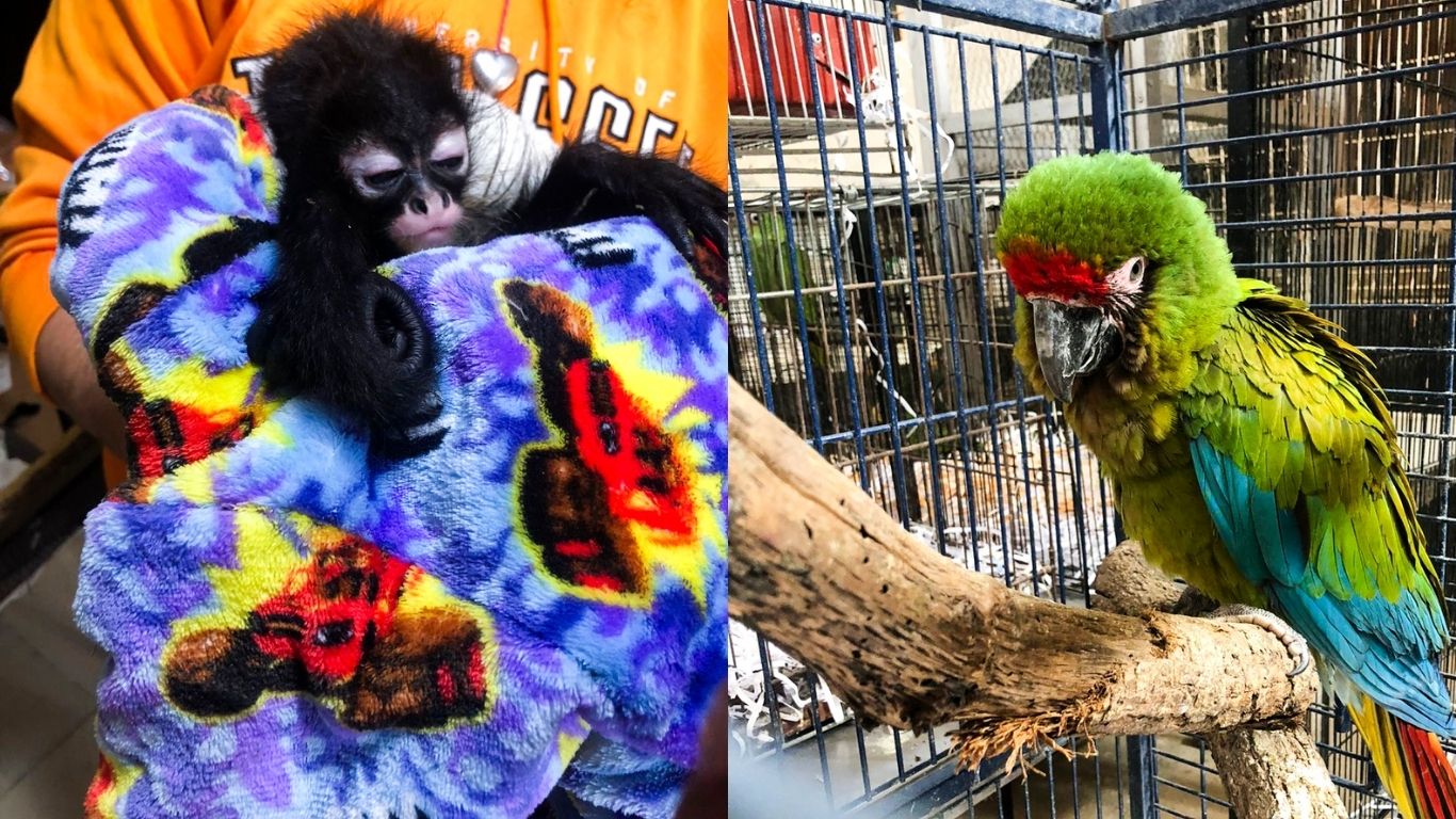 Rescatan monos y aves protegidas en Jalisco