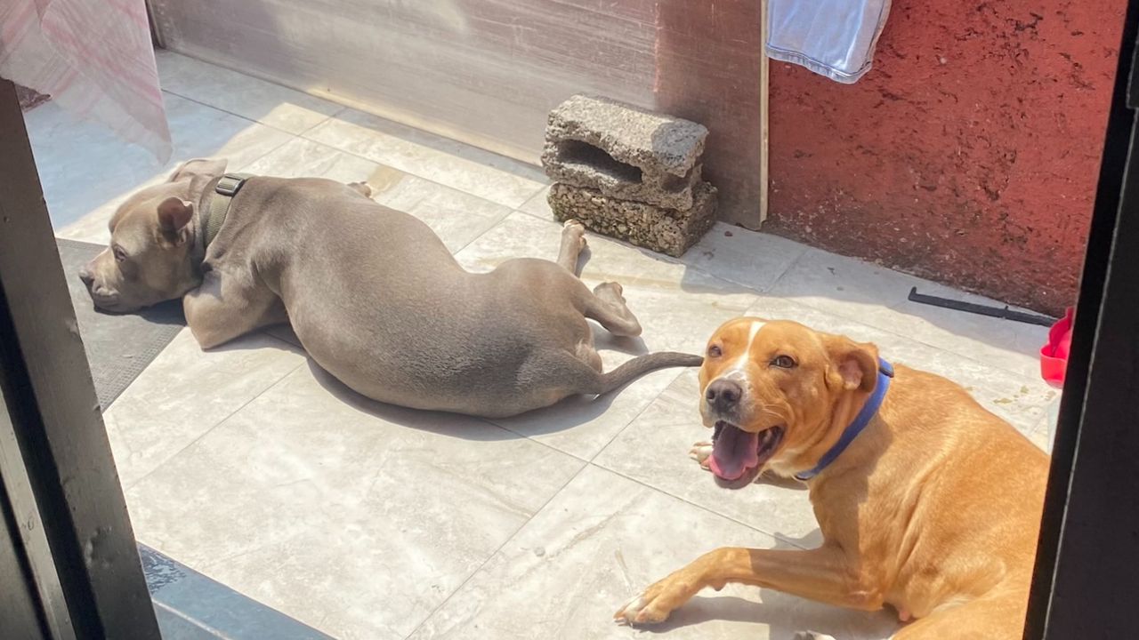 México ocupa el tercer lugar mundial en maltrato animal