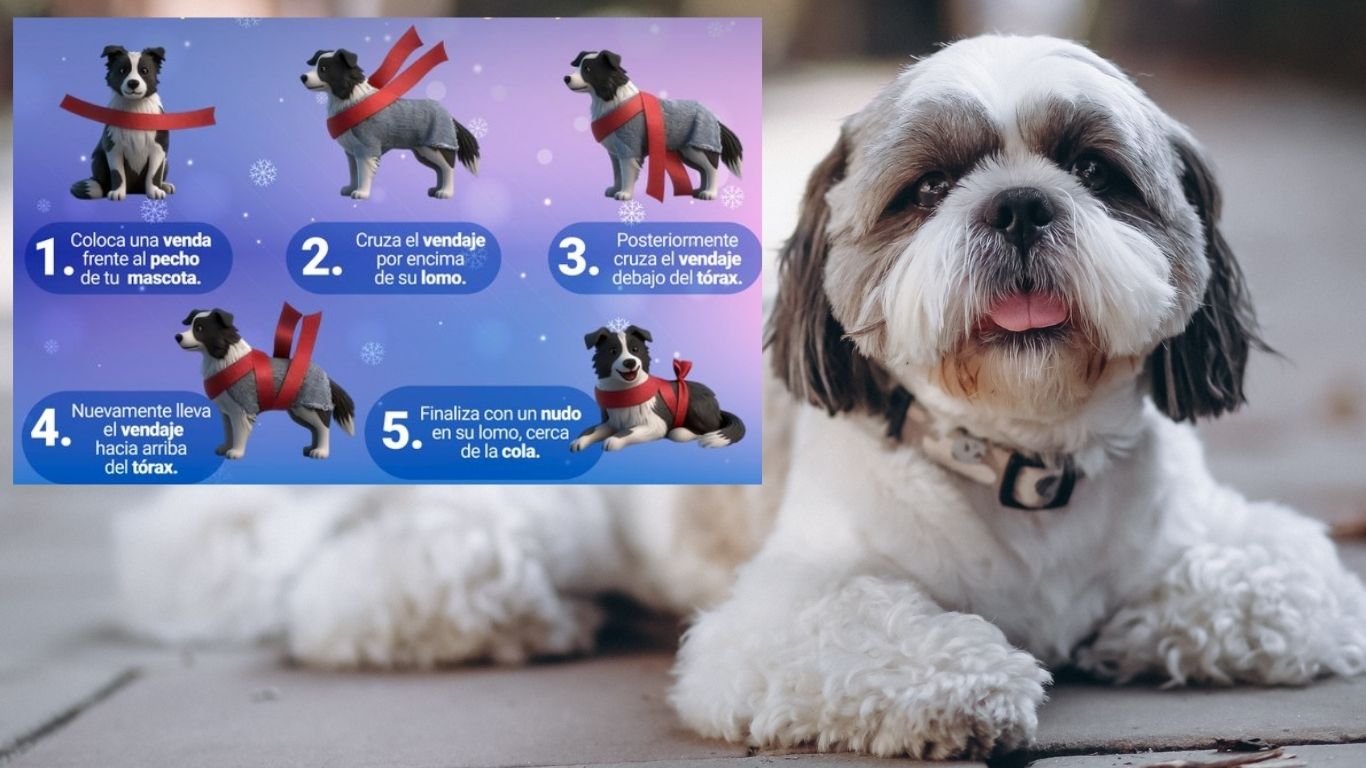 ¡Cuida a tu lomito! Recomendaciones anti-pirotecnia 