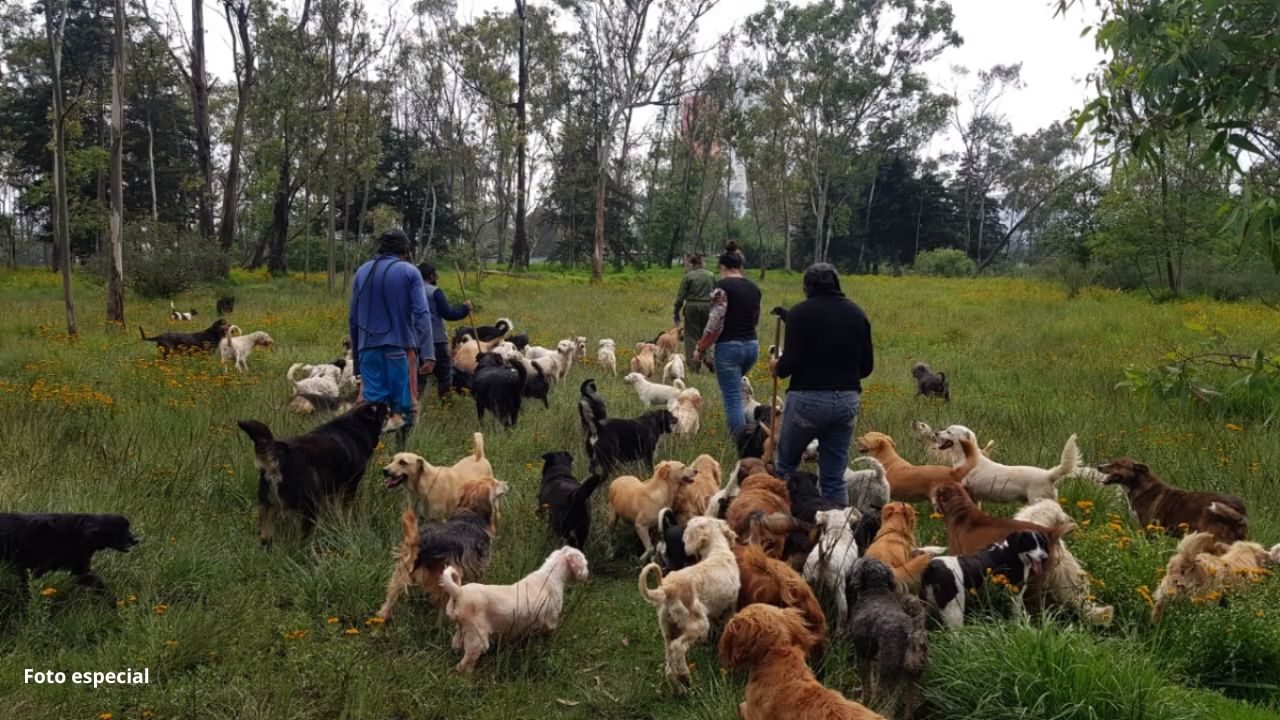 Desalojan Refugio Franciscano que albergaba a más de mil perros y gatos