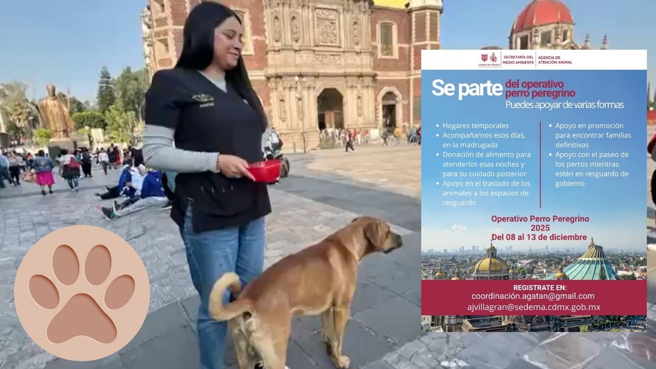 ¡Operativo Perrito Peregrino! 