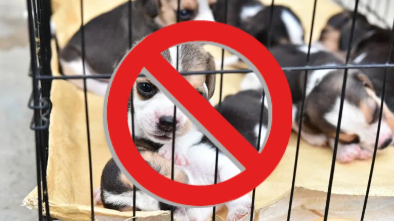 Congreso CDMX prohíben exhibir animales en venta