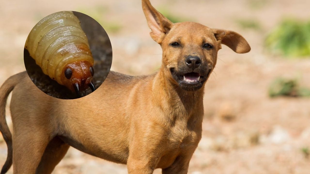 Los perros segunda especie afectada por gusano barrenador