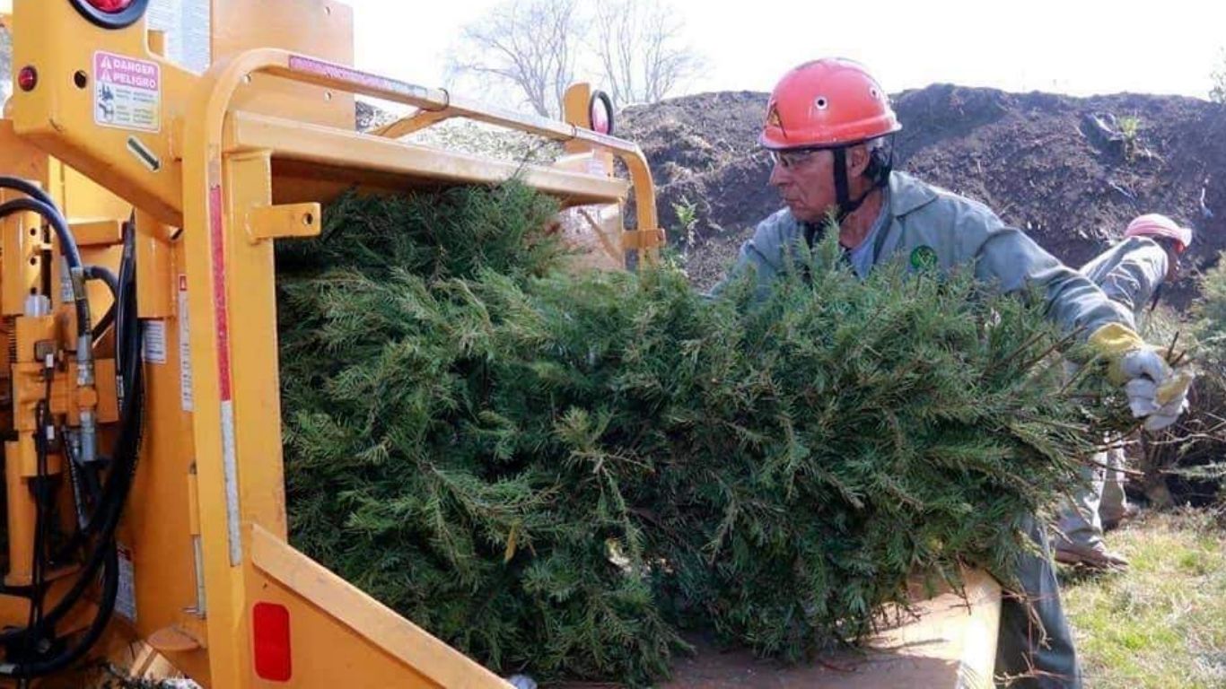 ¿Y tu árbol de Navidad? Llévalo a reciclar