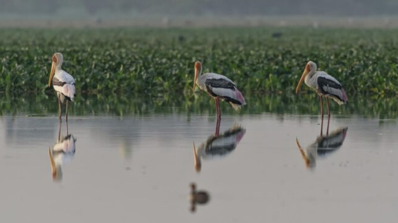 ¡No te lo pierdas! Festival del Día Mundial de los Humedales