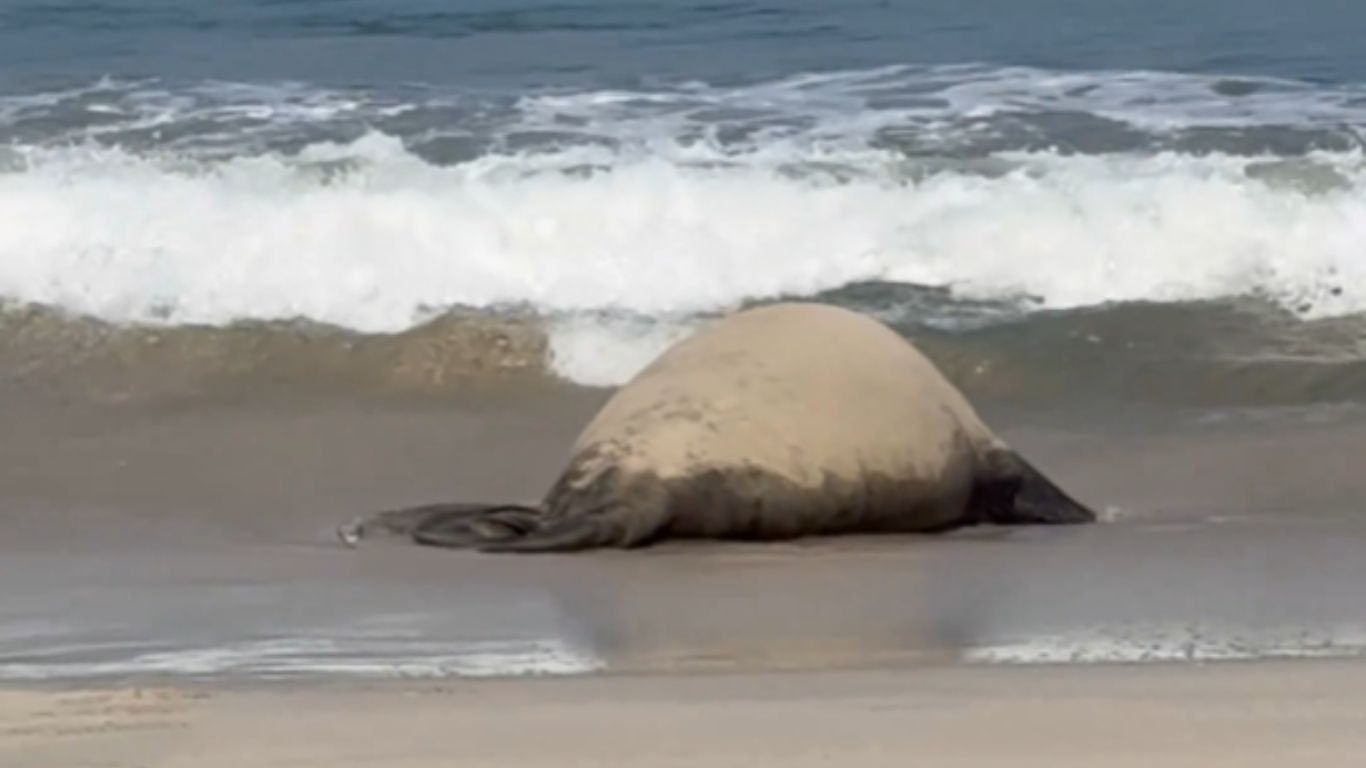 “Panchito” el elefante marino sigue en playas de Nayarit