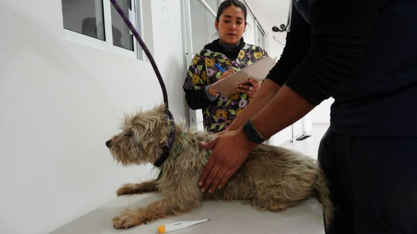 171 perros delicados y seis fallecidos del Refugio Franciscano