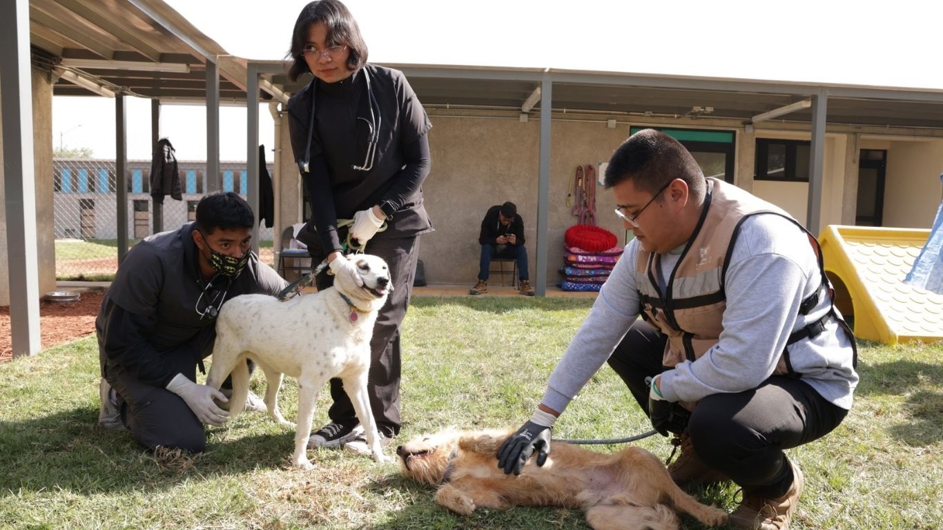 Lanzarán campaña de adopción de perritos 