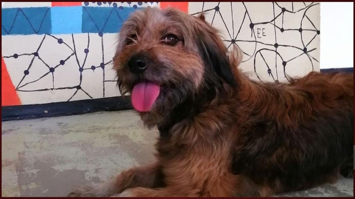 ¡Río, Viejo y Gori ya tienen hogar!