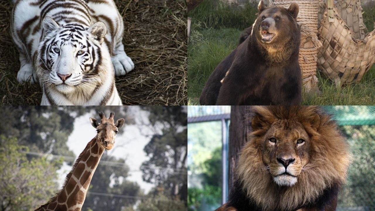 Leones, osos y jirafas de Zacango piden árboles de navidad naturales