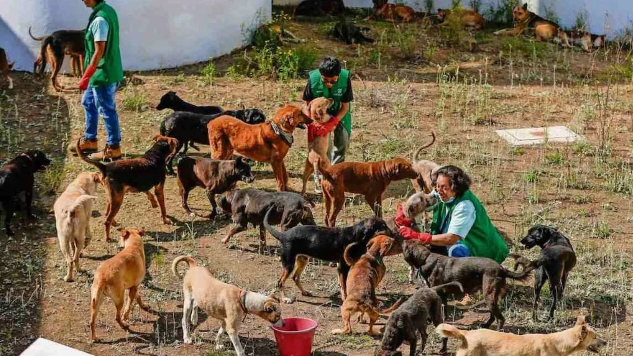 La intervención en Refugio Franciscano fue tras denuncia de maltrato animal