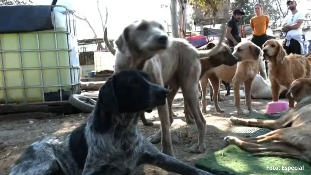 CDMX rescata a casi mil animales en refugio de Cuajimalpa