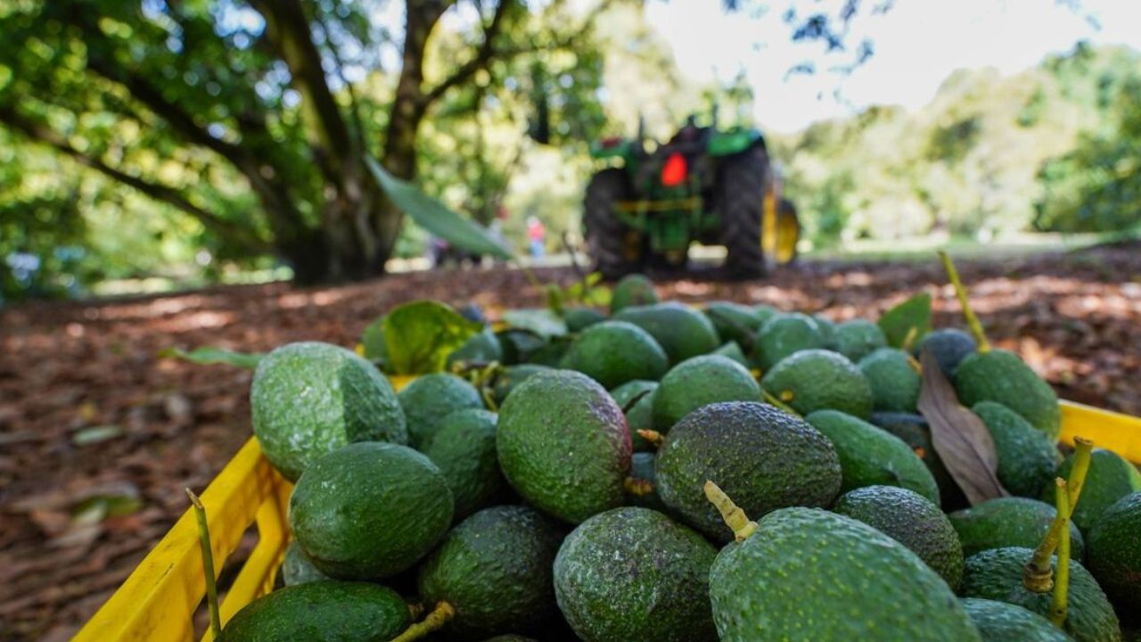 México impulsa denominación de origen para aguacate michoacano