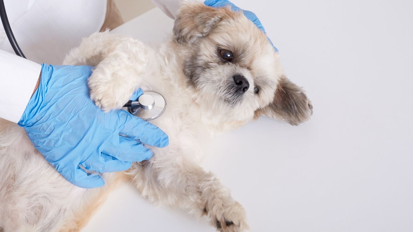 Campaña de esterilización para mascotas
