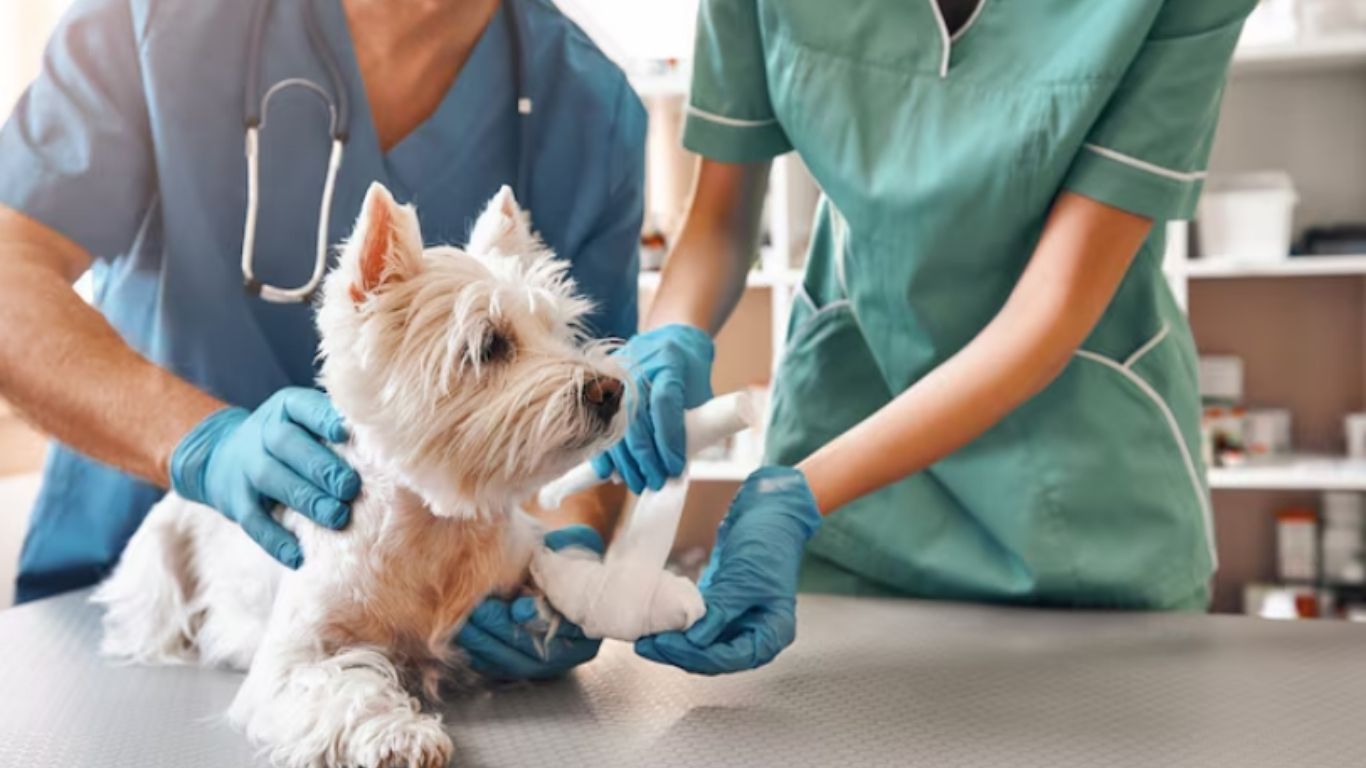 Atención veterinaria gratuita en Álvaro Obregón