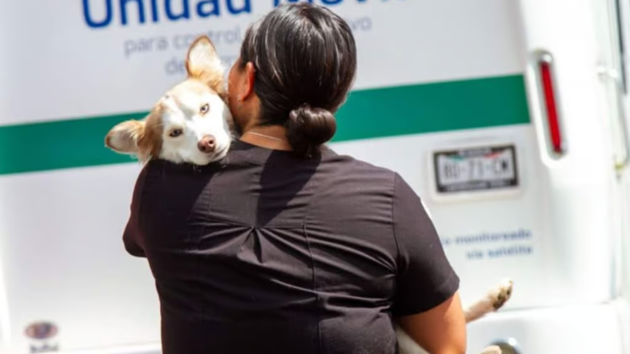 Lleva a tu lomito o michi a la jornada de esterilización en MH