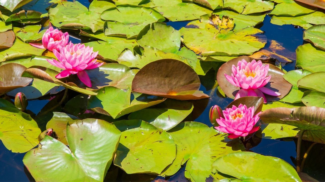 Lirio acuático se transforma en biocarbón