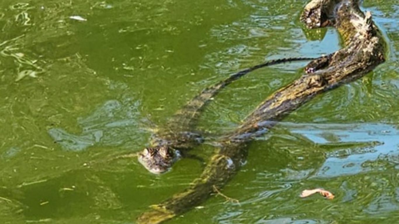 Capturan cocodrilo en Parque Tezozómoc