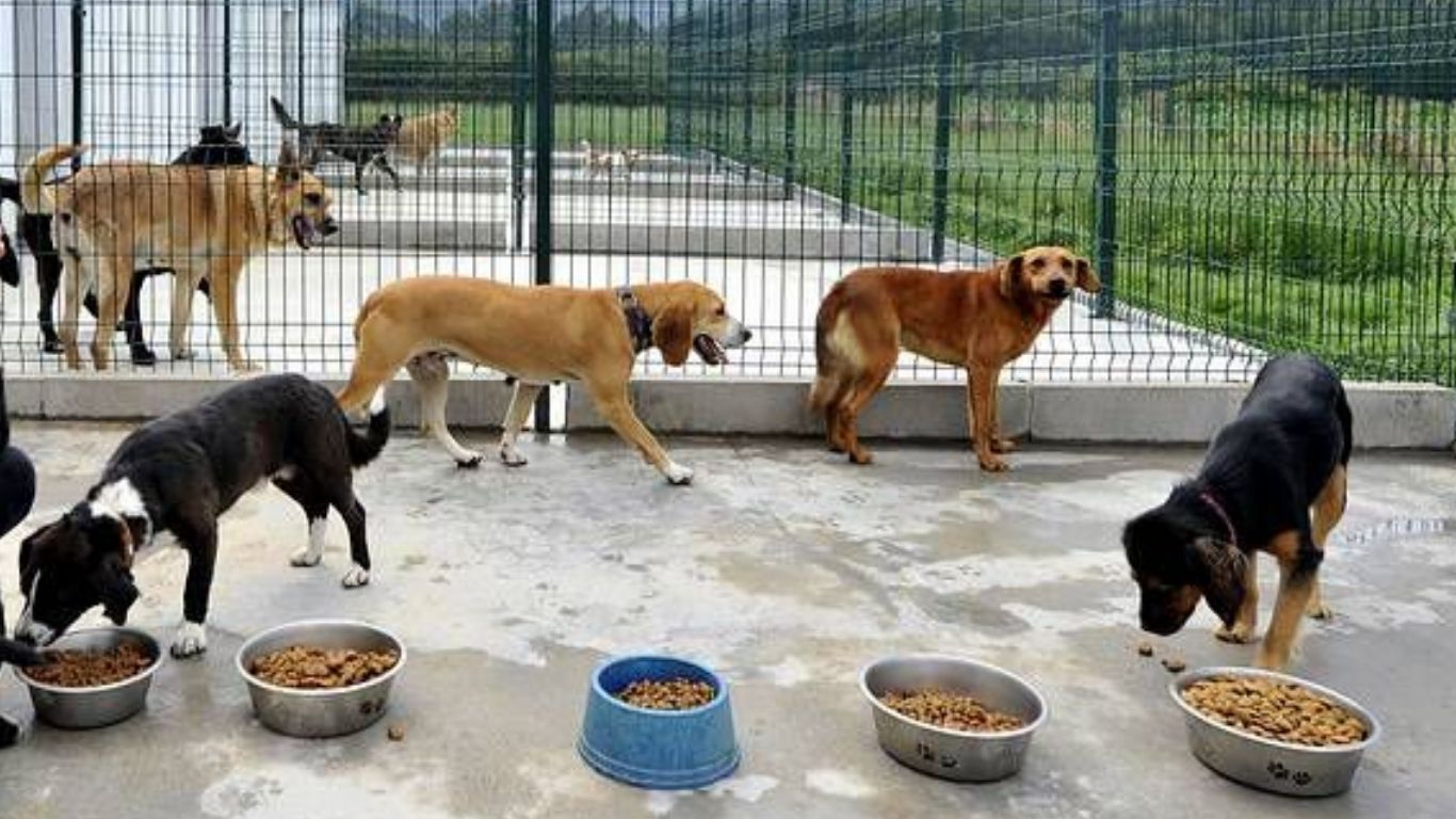 Apoyo histórico a perros guía y rescatados