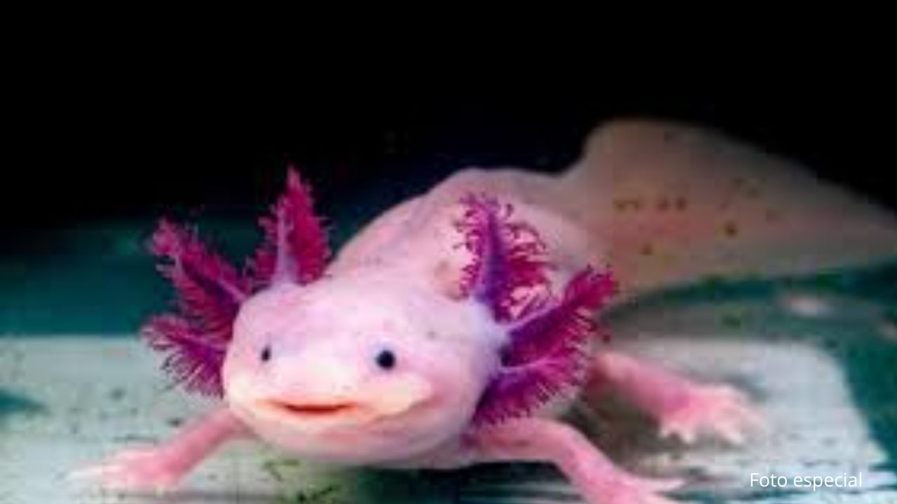 Uno de febrero, Día Nacional del Ajolote