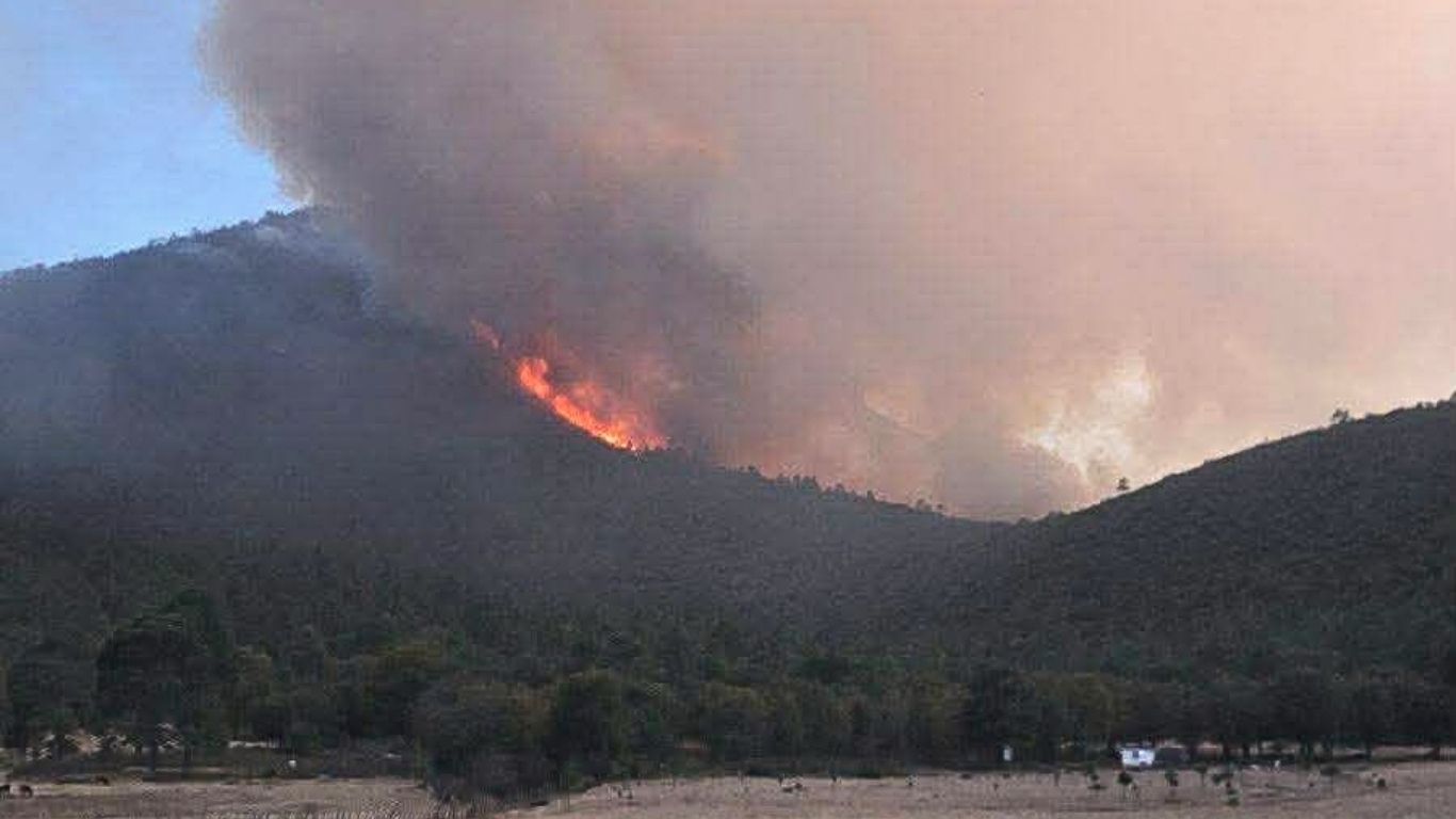 Combaten incendio en ruta de la monarca en Tamaulipas