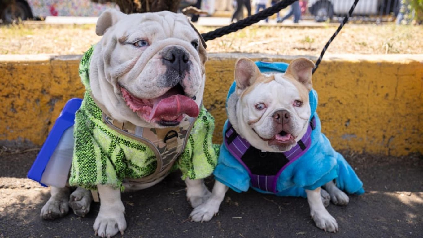 ¡100 clínicas veterinarias gratuitas en CDMX!