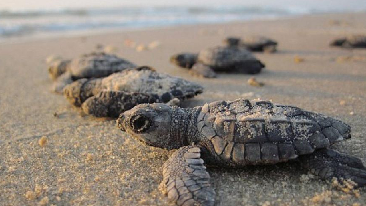 La ley permite la exportación de tortugas: Semarnart