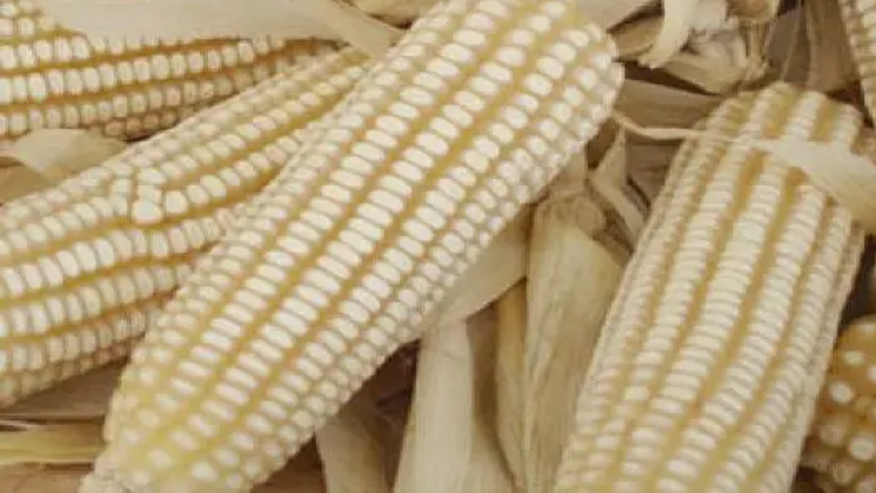 Importaciones de maíz rompen récord en enero