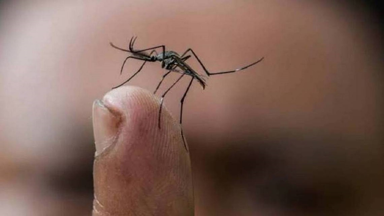 Casos de dengue bajan 80% en comparación con 2024