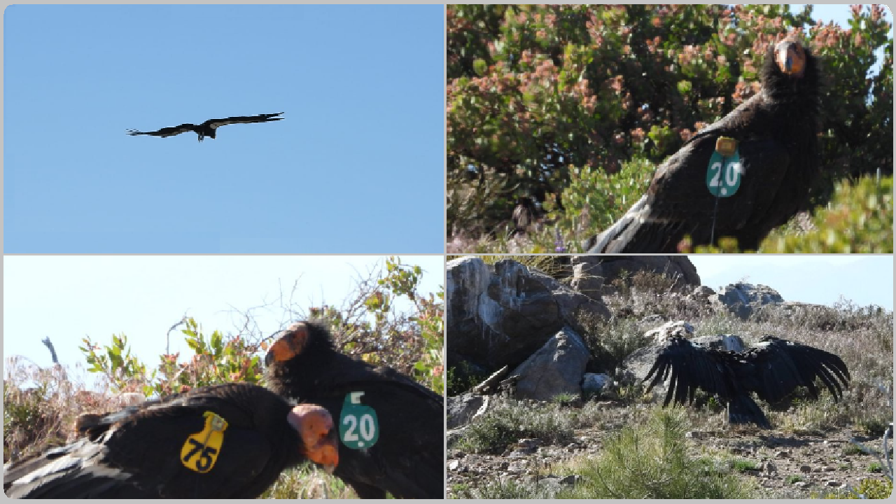 Liberan a 6 cóndores en Baja California