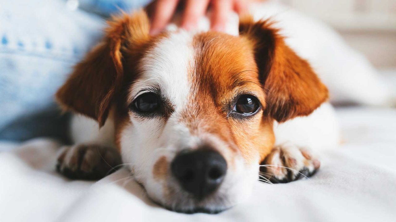 Brugada va contra compra y venta de animales