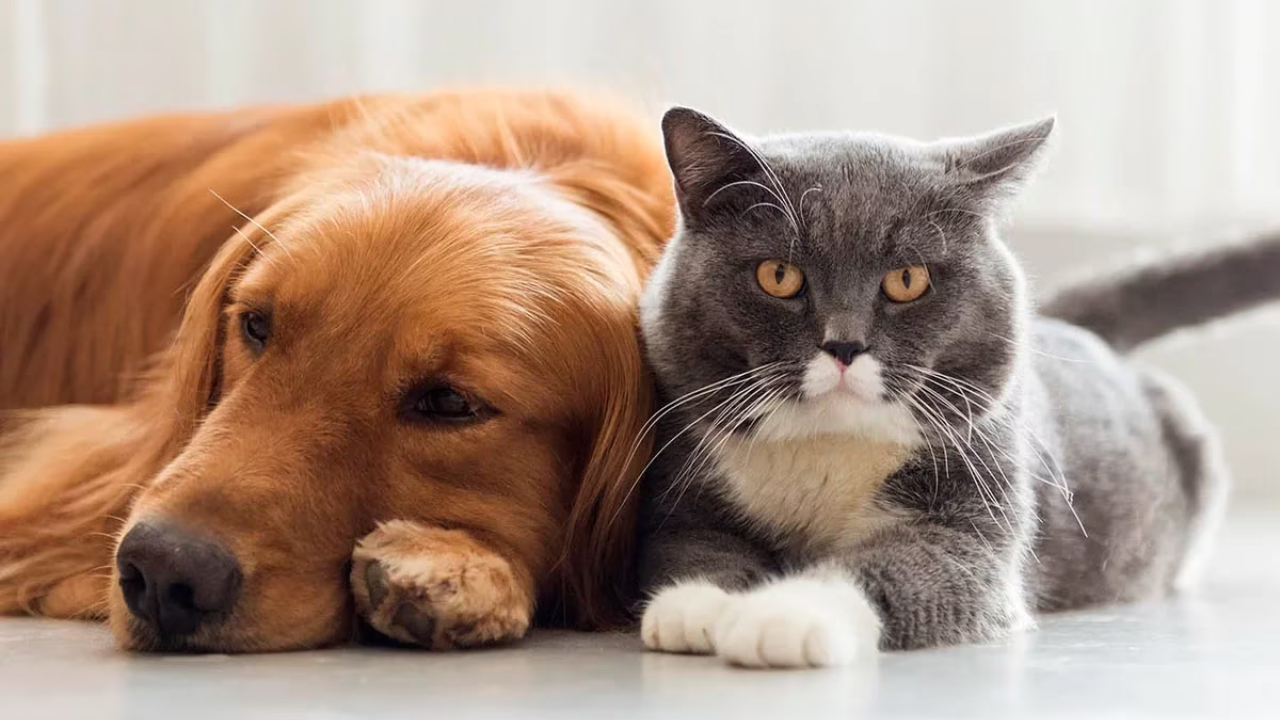 Segundo Adoptatón de Perros y Gatos en Chapultepec