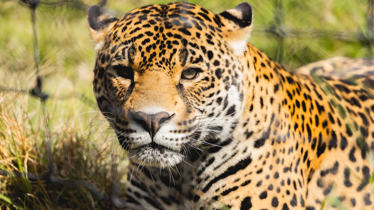 Semarnat refuerza acciones para proteger al jaguar