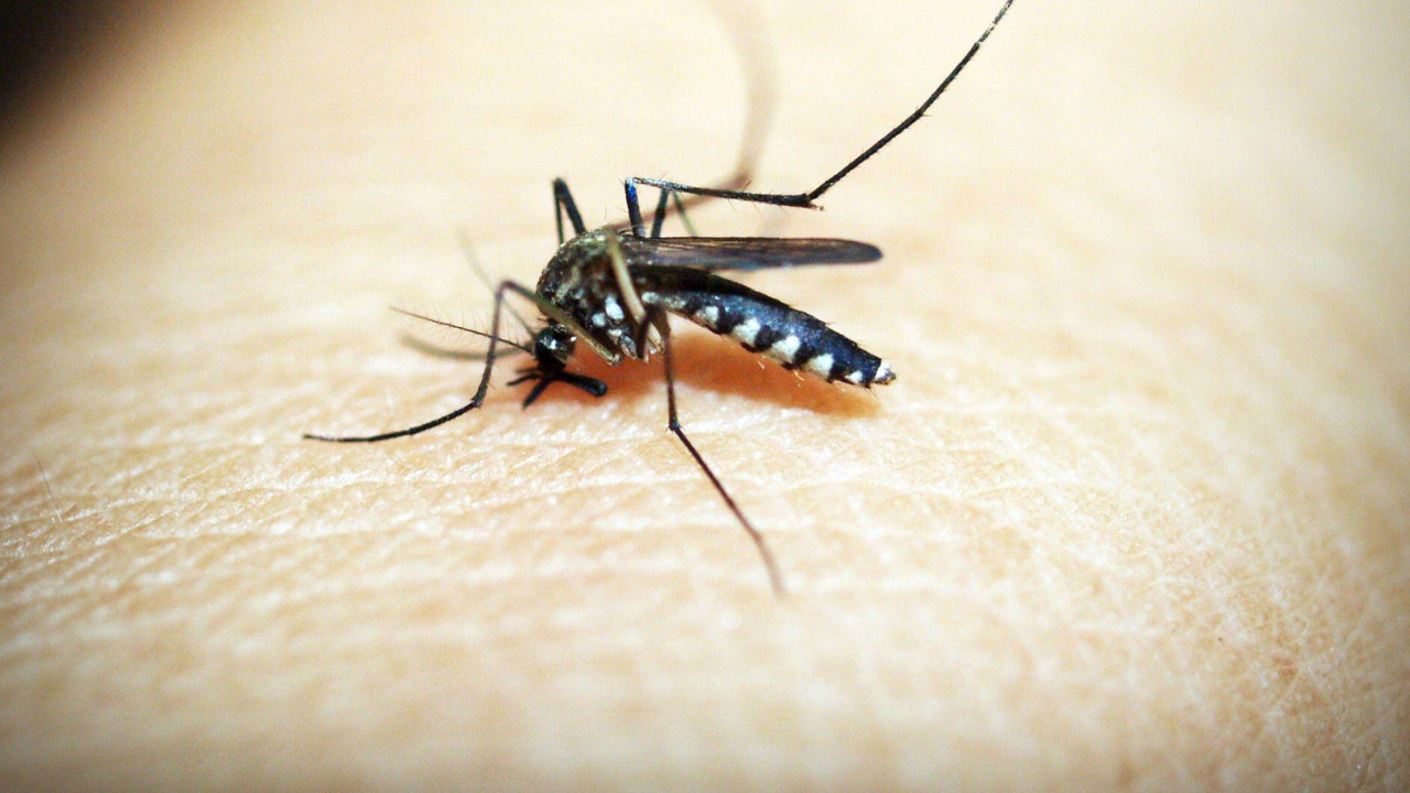 México busca erradicar el dengue 