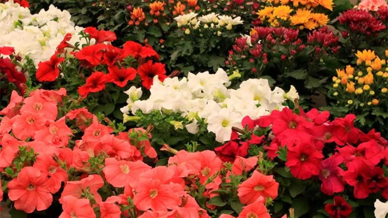 ¿Te gustan los boleros? Del 13 al 16 de febrero está la Feria Entre Flores y Boleros