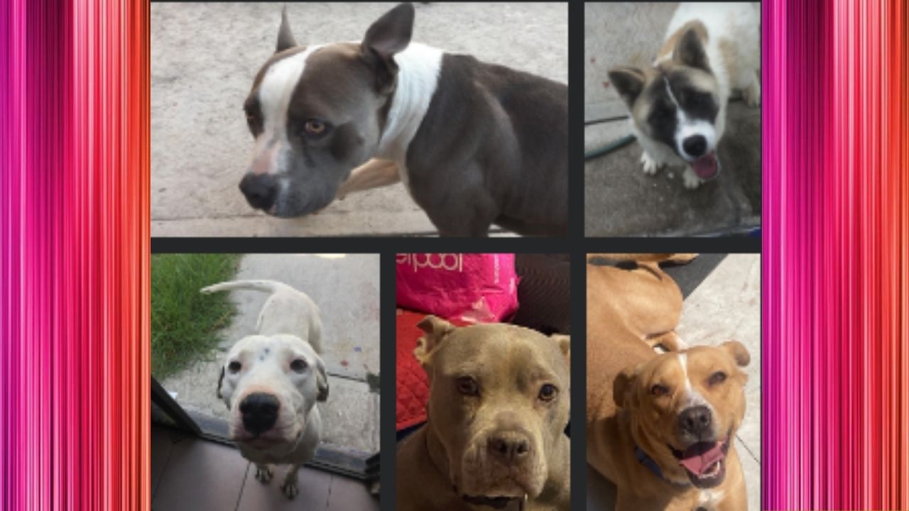 70% de los perros en  el mundo son callejeros