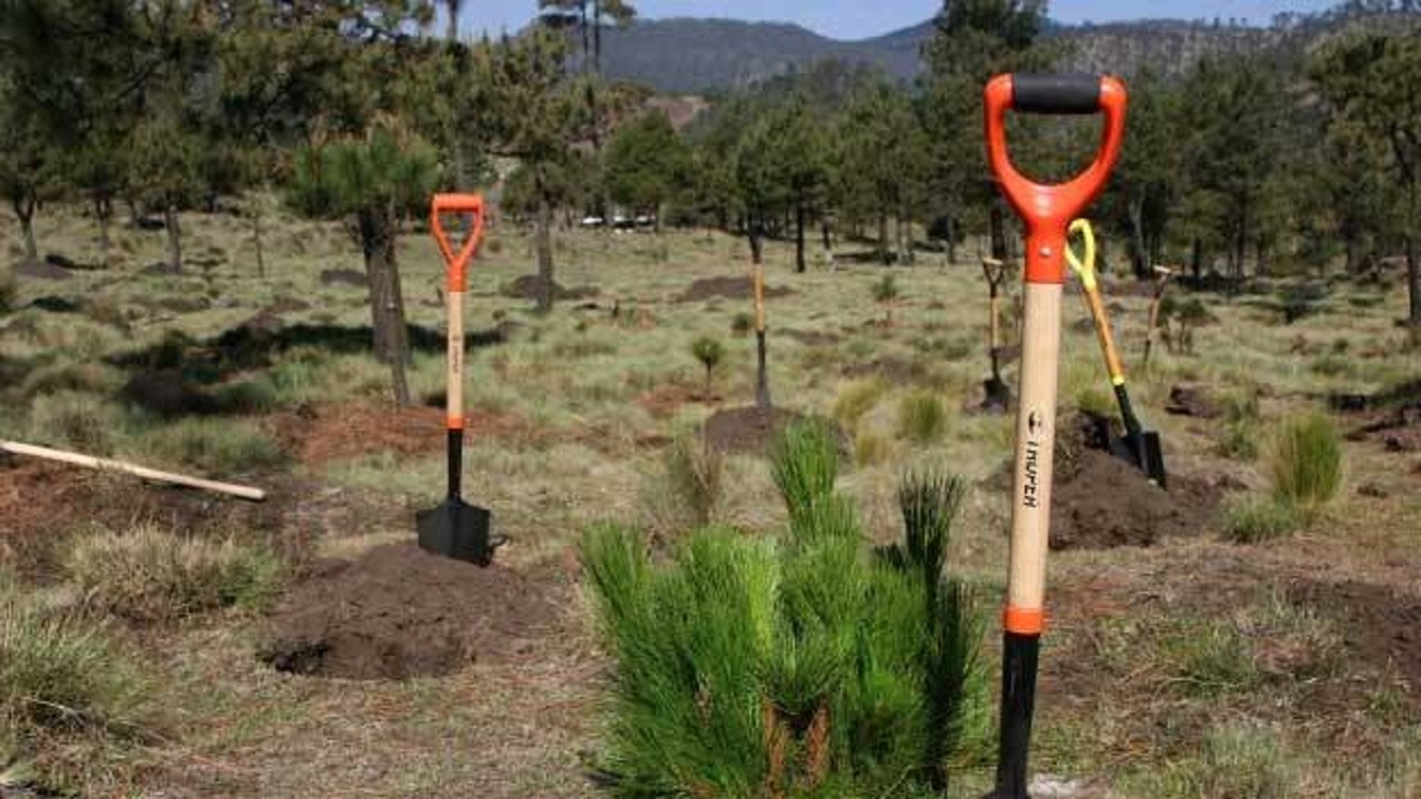Todo listo para la Jornada Nacional de Reforestación