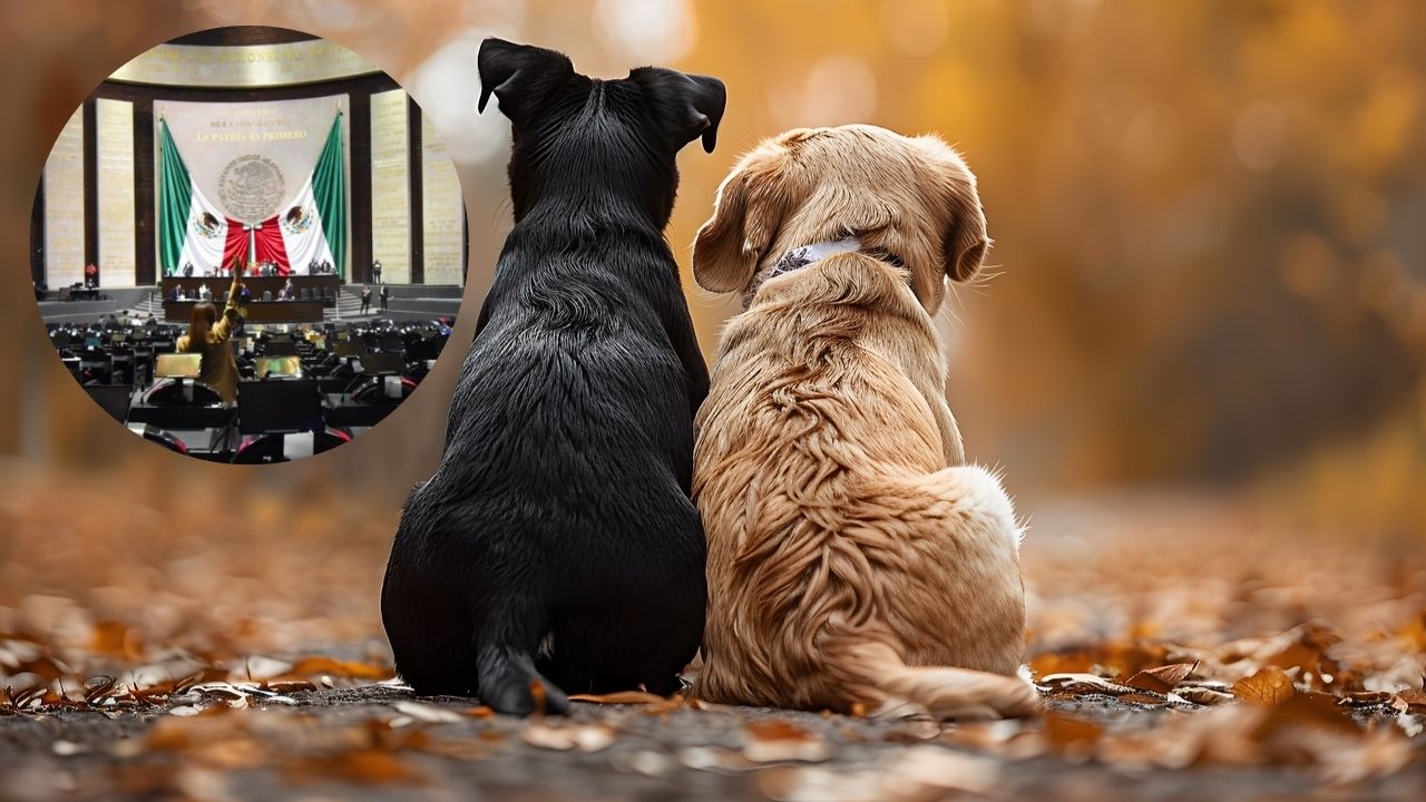 Avalan reforma para proteger y prevenir maltrato animal