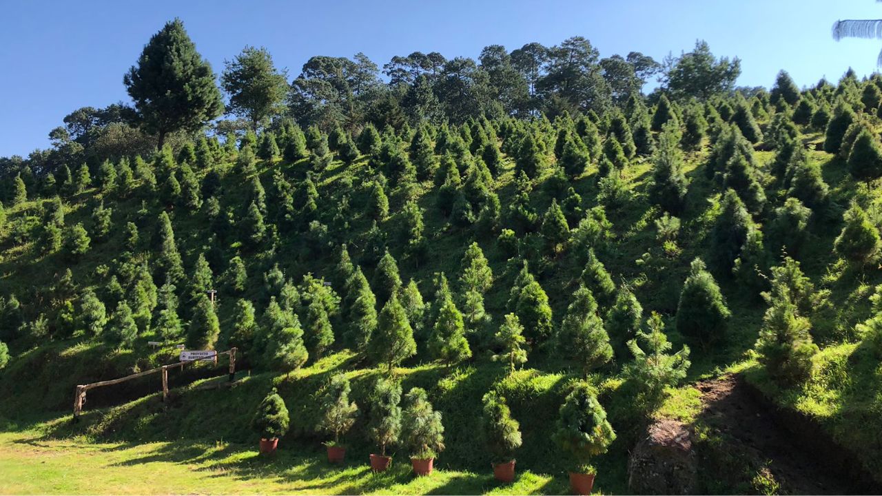 Edomex pierde 5 mil hectáreas de bosque
