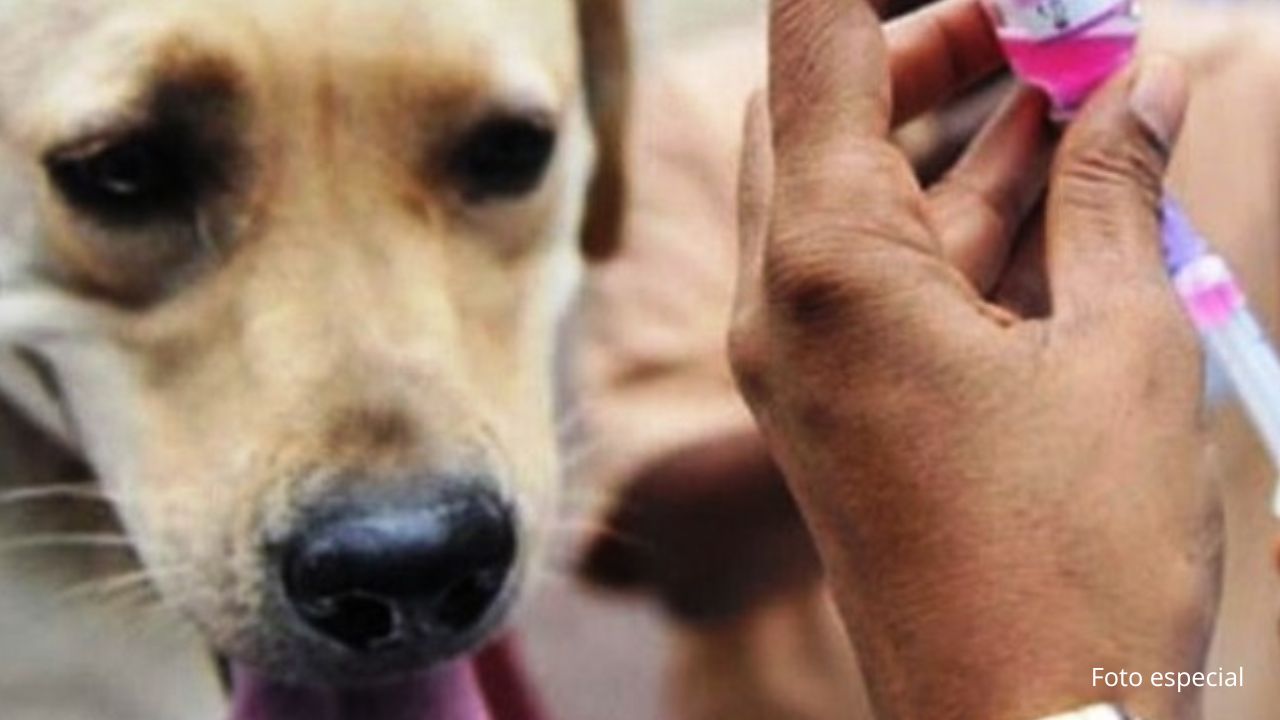 Arranca campaña de vacunación canina y felina  en Edomex