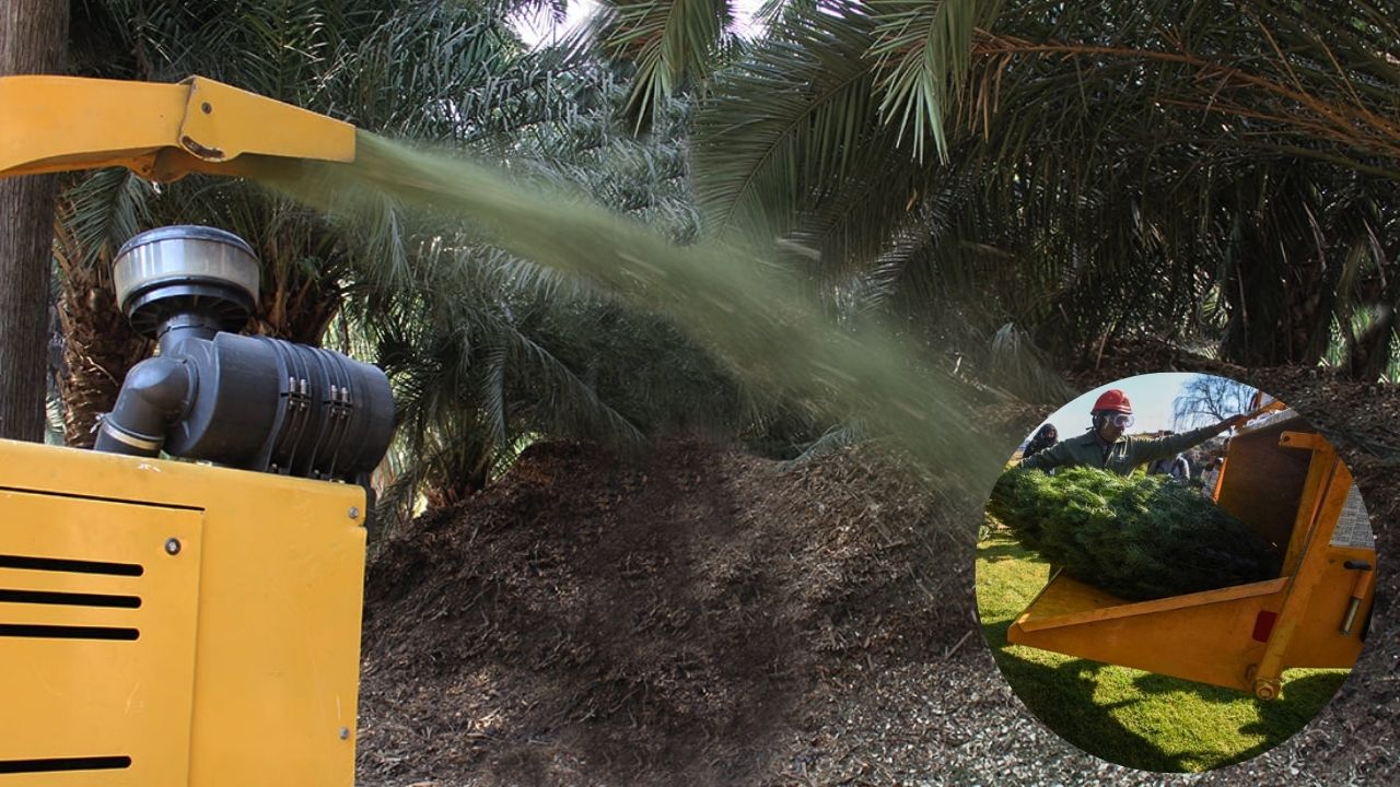 ¿Todavía no sabes qué hacer con tu Árbol de Navidad natural?