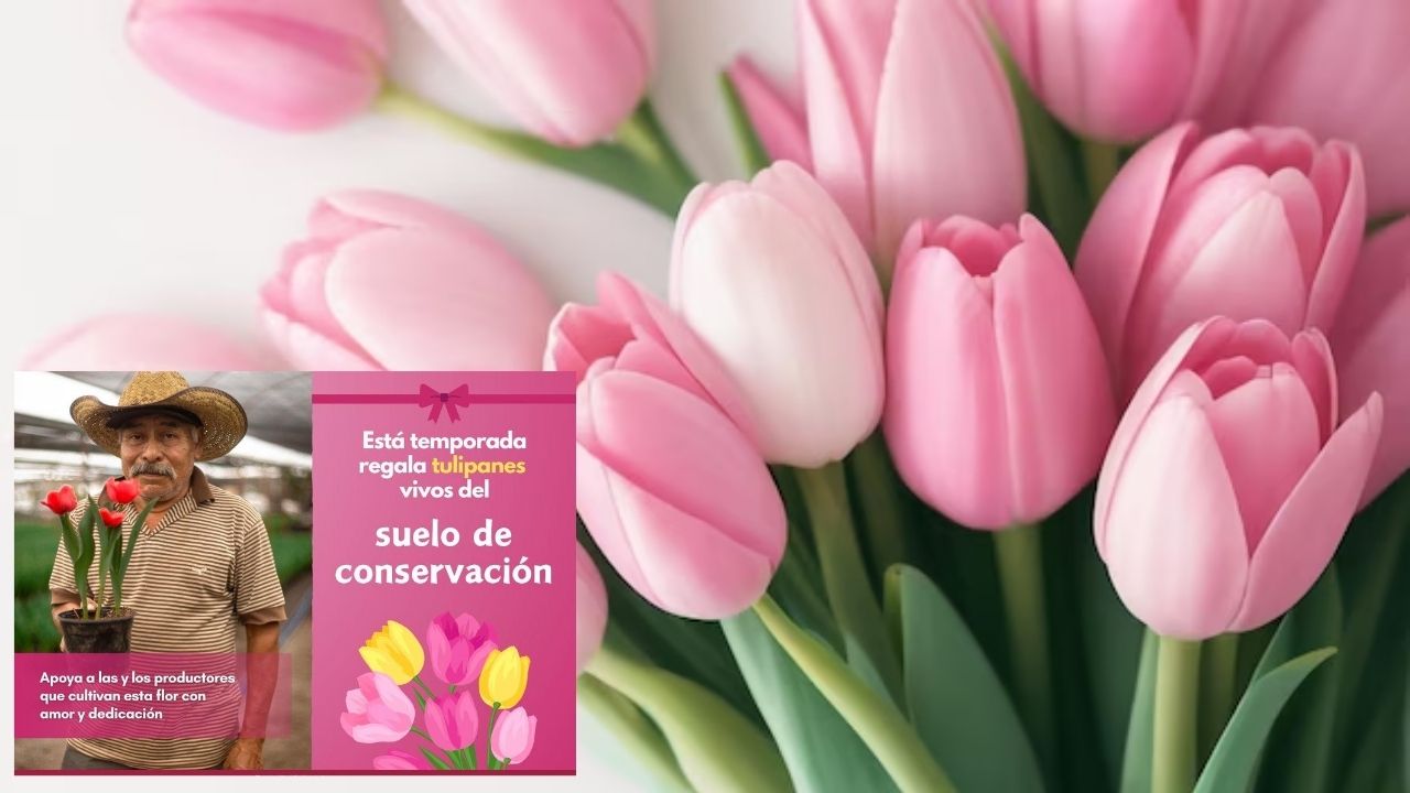CDMX ofrece una producción de 435 mil tulipanes
