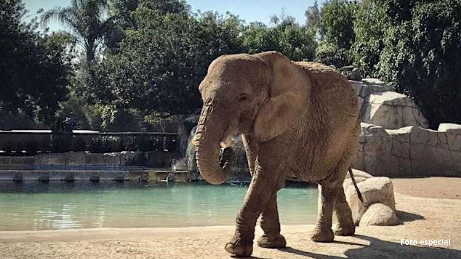 ¡Histórico! SCJN emite amparo en favor de un animal