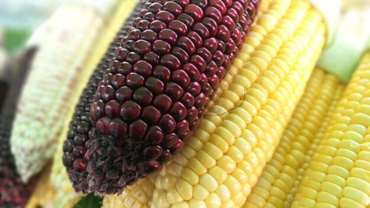 México revierte restricciones a las importaciones de maíz transgénico