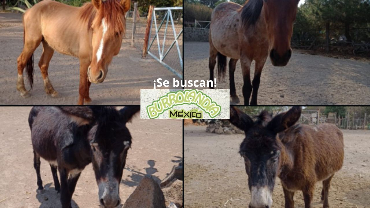 Roban dos caballos y dos burros del santuario Burrolandia