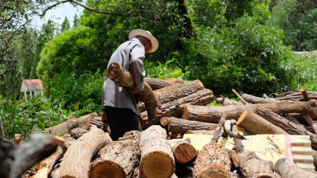Endurecerán penas por la tala ilegal en el Edomex