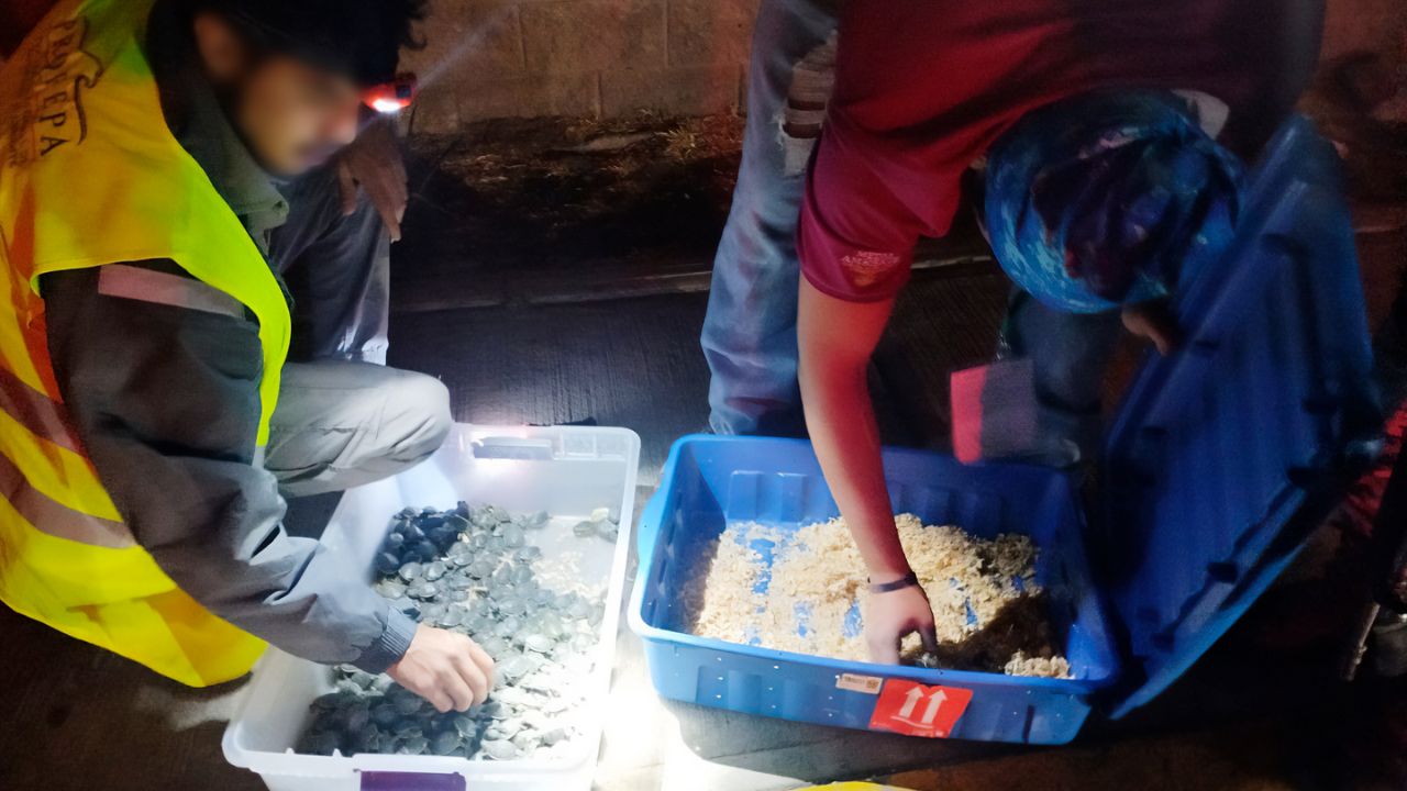 Profepa asegura 320 crías de tortuga pavo real