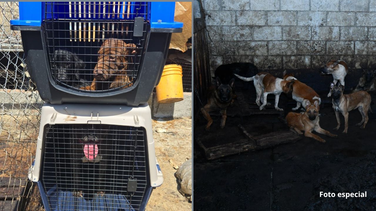 Rescatan 100 perros maltratados en Mexicaltzingo