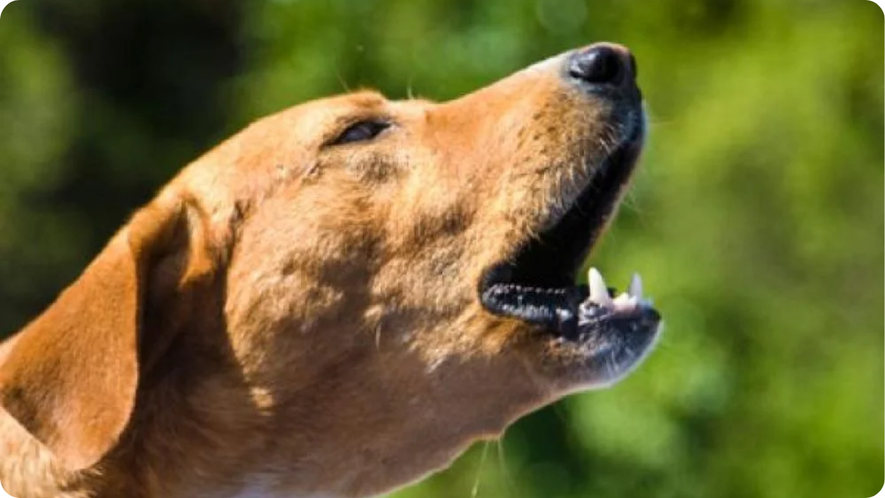 Multan a un hombre en Guanajuato por los ladridos de su perro