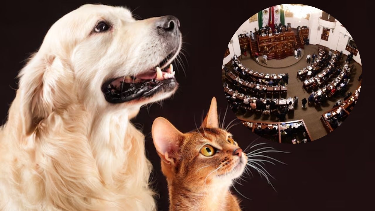 Piden resguardar a animales de compañía en situación de calle